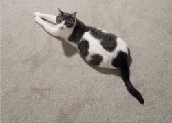 Lost Male Cat last seen Near 107 St NW, Edmonton, AB T5H 2Z1, Edmonton, AB T5H 2Z1