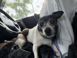 Lost Female Dog last seen Crosstown , Memphis, TN 38107