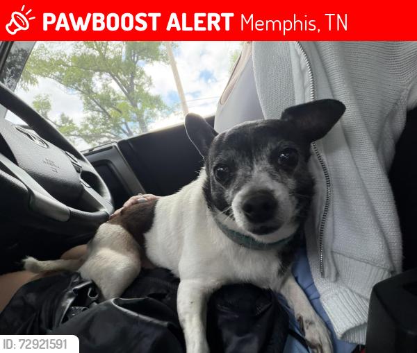 Lost Female Dog last seen Crosstown , Memphis, TN 38107