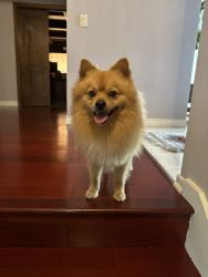 Found/Stray Male Dog last seen Imperial Hwy and Bellflower/Lakewood Blvd, Downey, CA 90242