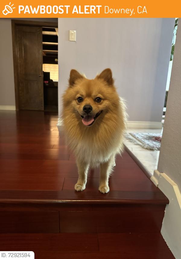 Found/Stray Male Dog last seen Imperial Hwy and Bellflower/Lakewood Blvd, Downey, CA 90242