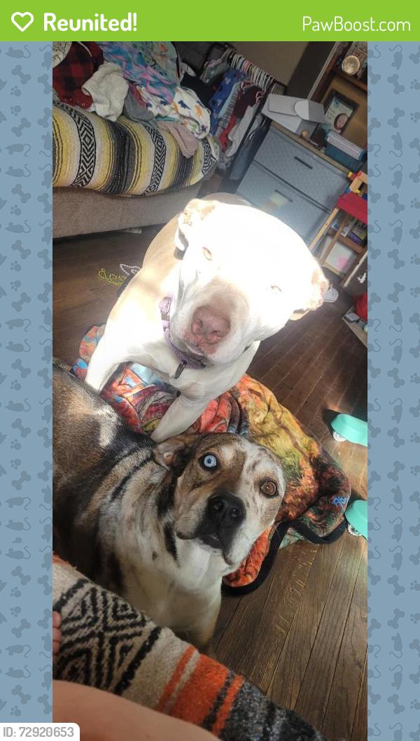 Reunited Male Dog last seen S Crook, Cresson, TX 76035, USA, Cresson, TX 76035