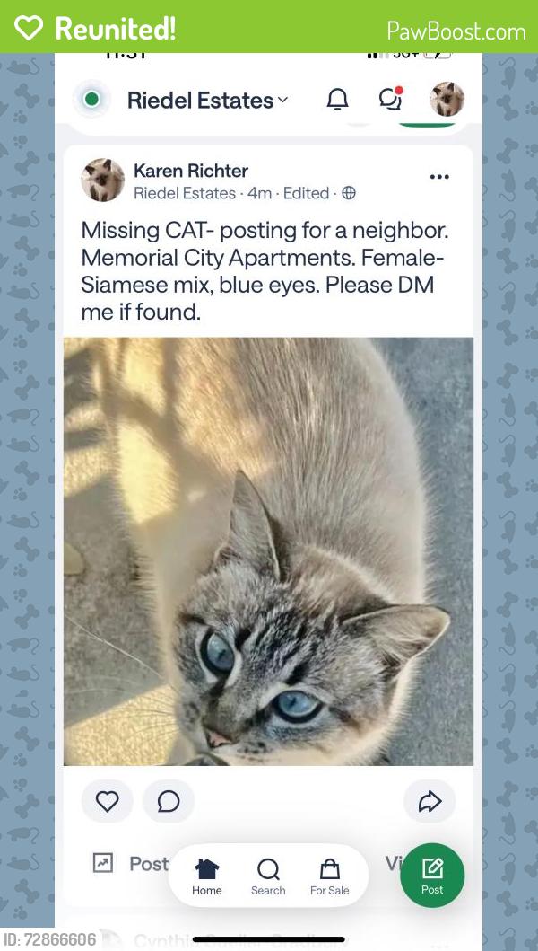 Reunited Female Cat last seen Memorial City apartments, Houston, TX 77024
