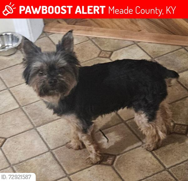 Lost Female Dog last seen Brandenburg , Meade County, KY 40108