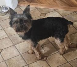 Lost Female Dog last seen Brandenburg , Meade County, KY 40108
