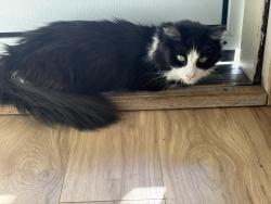 Reunited Female Cat last seen 130th and 99th st, Vancouver, WA 98682