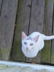 Lost Female Cat last seen Anderson point Jacksonville Arkansas , Jacksonville, AR 72076