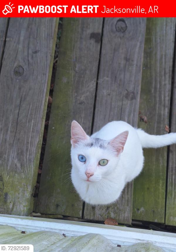 Lost Female Cat last seen Anderson point Jacksonville Arkansas , Jacksonville, AR 72076