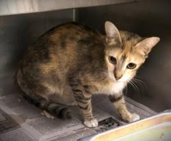 Shelter Stray Female Cat last seen , Los Angeles, CA 90047