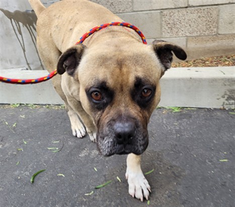 Shelter Stray Male Dog last seen , Los Angeles, CA 91405
