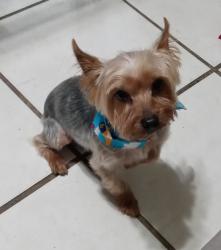 Lost Male Dog last seen Palm and Pembroke Road, Miramar, FL 33025