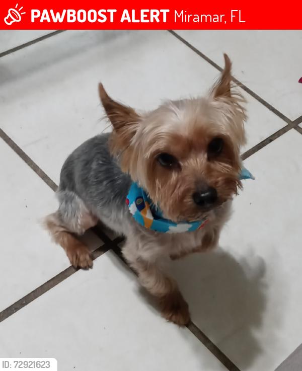 Lost Male Dog last seen Palm and Pembroke Road, Miramar, FL 33025