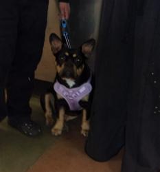 Shelter Stray Female Dog last seen , Los Angeles, CA 91405