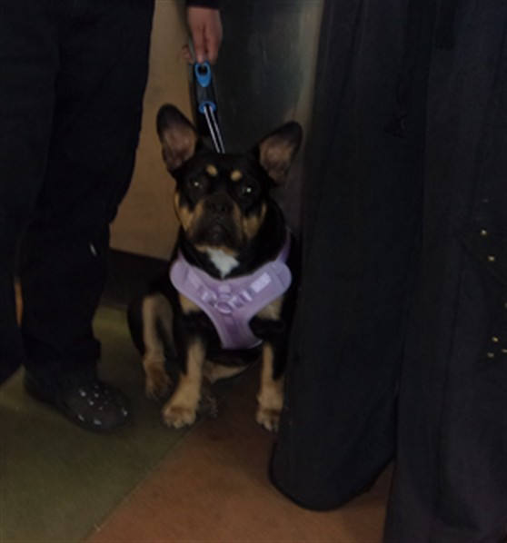 Shelter Stray Female Dog last seen , Los Angeles, CA 91405