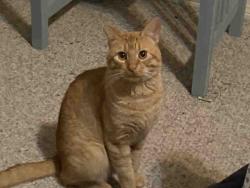 Shelter Stray Male Cat last seen TOO MANY, Bonita, CA 91902