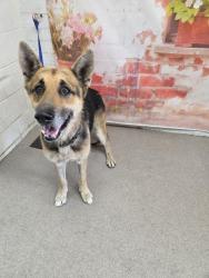 Shelter Stray Male Dog last seen S BUNKER HILL DR & W GRANT AVE, SAN BERNARDINO, CA, 92410, San Bernardino, CA 92401
