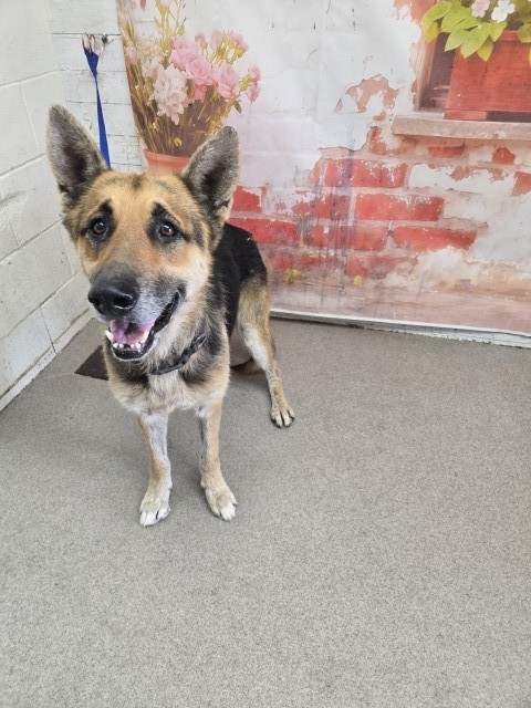 Shelter Stray Male Dog last seen S BUNKER HILL DR & W GRANT AVE, SAN BERNARDINO, CA, 92410, San Bernardino, CA 92401