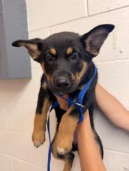 Shelter Stray Female Dog last seen FLORES PARK IN RIALTO, San Bernardino, CA 92401