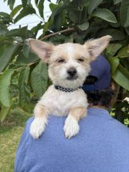 Found/Stray Female Dog last seen Tamarind and Randal , Fontana, CA 92335