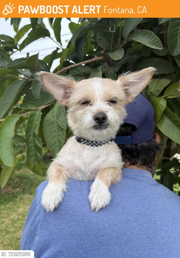Found/Stray Female Dog last seen Tamarind and Randal , Fontana, CA 92335
