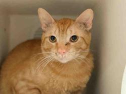 Shelter Stray Male Cat last seen MADRID WAY, Bonita, CA 91902