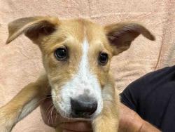 Shelter Stray Male Dog last seen , Bonita, CA 91902