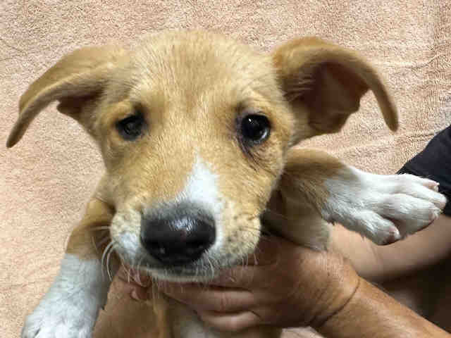 Shelter Stray Male Dog last seen , Bonita, CA 91902