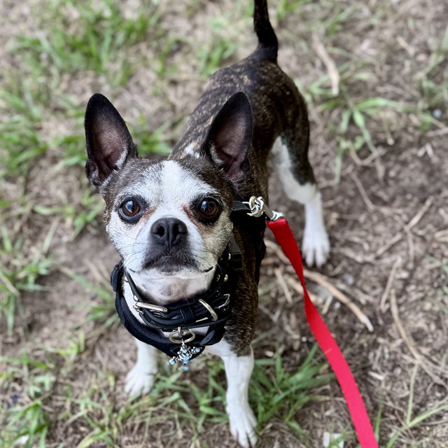 Shelter Stray Male Dog last seen LEARN DR/FIRST AVE, LEESBURG, Deer Island, FL 32778
