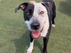 Shelter Stray Male Dog last seen , Carlsbad, CA 92011