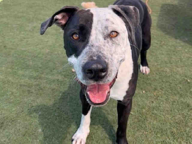 Shelter Stray Male Dog last seen , Carlsbad, CA 92011