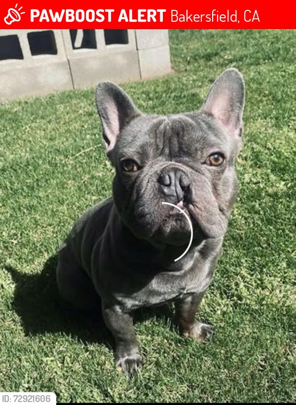 Lost Male Dog last seen Laurelglen , Bakersfield, CA 93309