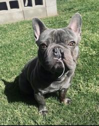 Lost Male Dog last seen Laurelglen , Bakersfield, CA 93309