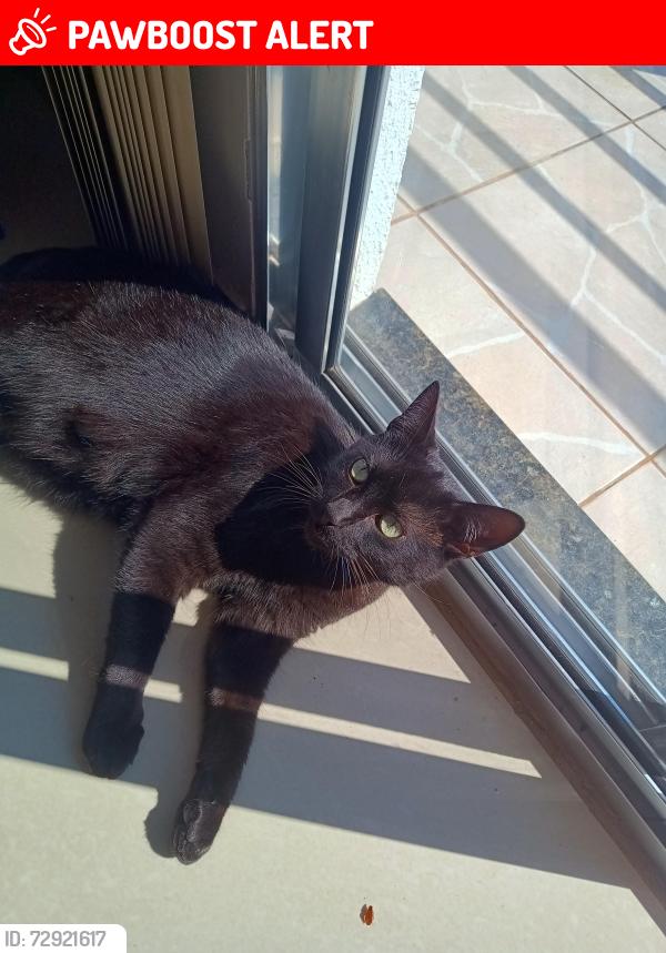 Lost Male Cat last seen Rua Antônio Escorsin 3579 São Braz , Santa Felicidade, PR 82310-120