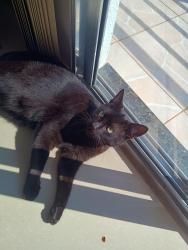 Lost Male Cat last seen Rua Antônio Escorsin 3579 São Braz , Santa Felicidade, PR 82310-120
