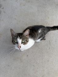 Found/Stray Male Cat last seen Bill Moss Rd, Calista Rd, White House, TN 37188