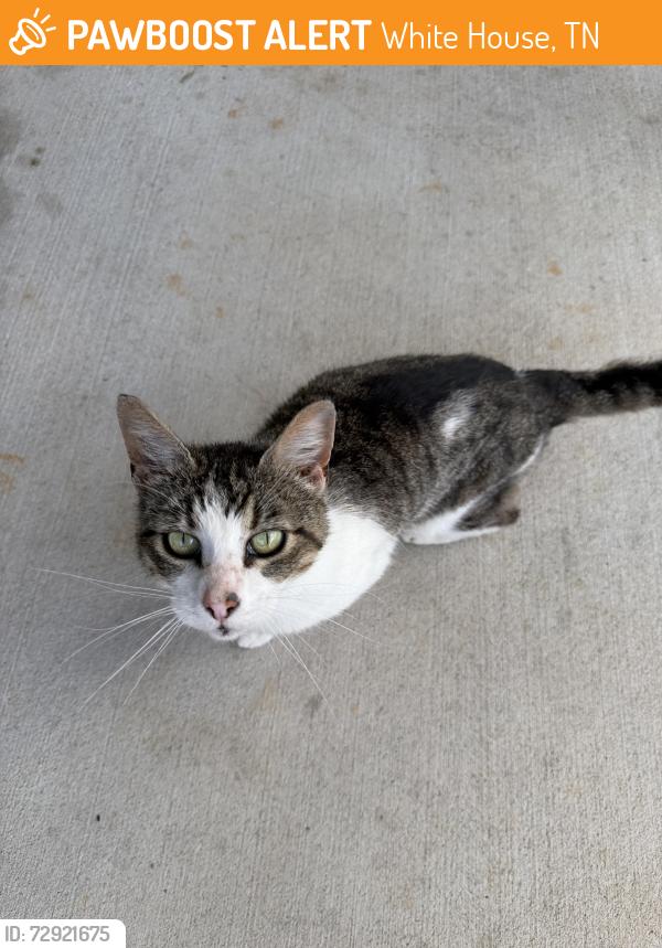 Found/Stray Male Cat last seen Bill Moss Rd, Calista Rd, White House, TN 37188