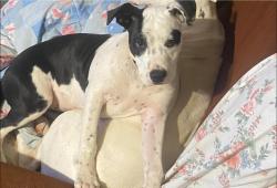 Lost Female Dog last seen Kelly Bridge Rd, Dawson County, GA 30028