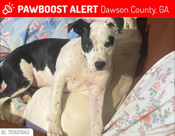 Lost Female Dog last seen Kelly Bridge Rd, Dawson County, GA 30028