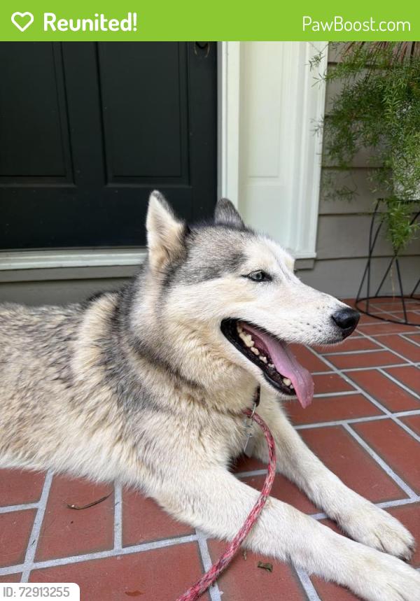 Reunited Female Dog last seen Lake tobesofkee , Bibb County, GA 31220