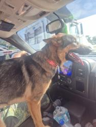 Reunited Female Dog last seen Idlewild and burke st Tampa Florida , Tampa, FL 33604