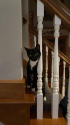 Reunited Unknown Cat last seen Waterford Park Area in Ashwaubenon, Ashwaubenon, WI 54313