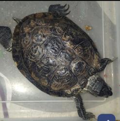 Lost Female Reptile last seen Amanda St. by Elm and osbun, San Bernardino, CA 92404