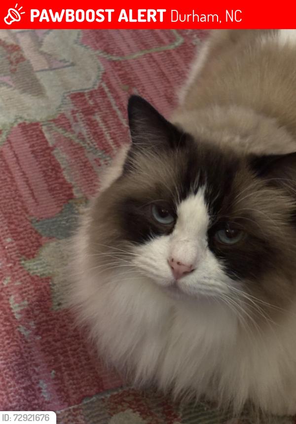 Lost Female Cat last seen The Valley Subdivision , Durham, NC 27707