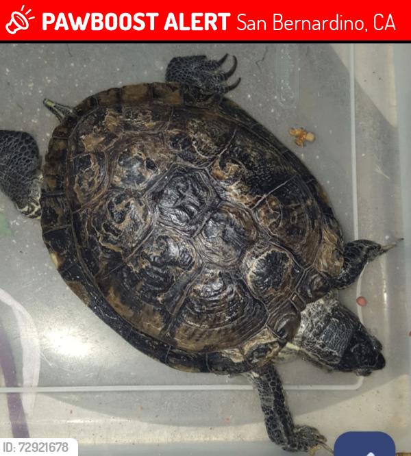 Lost Female Reptile last seen Amanda St. by Elm and osbun, San Bernardino, CA 92404
