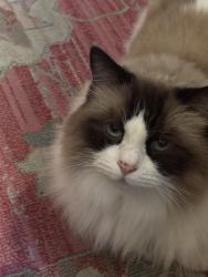 Lost Female Cat last seen The Valley Subdivision , Durham, NC 27707