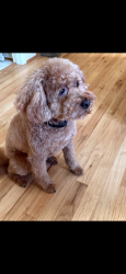 Reunited Male Dog last seen Elliot escaped from our yard near Nelson Run. He’s a very friendly dog and loves treats. He will also respond to “Go seeMaggie?”, Pittsburgh, PA 15214
