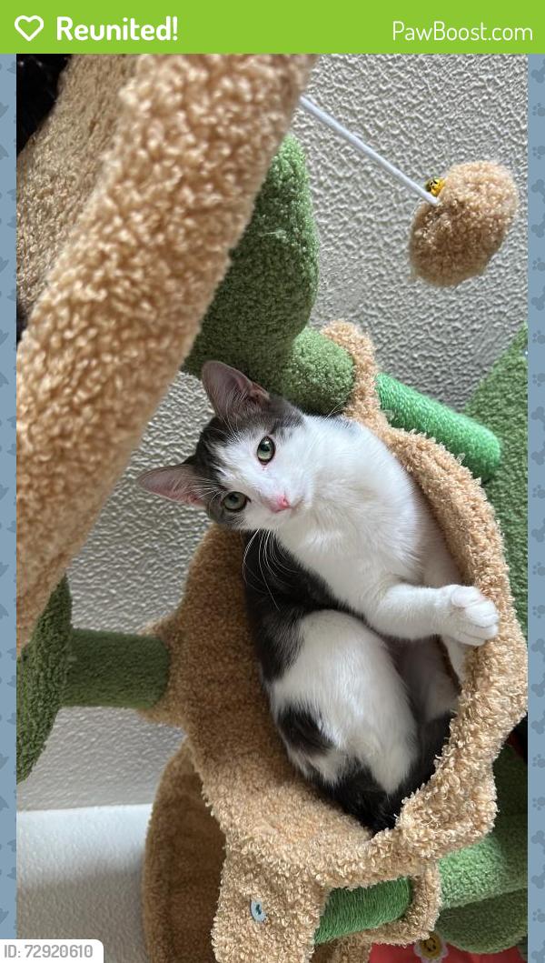 Reunited Female Cat last seen She was in the house , Kingston, PA 18704