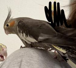 Lost Female Bird last seen front yard near the trees, San Diego, CA 92114