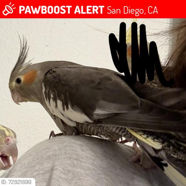 Lost Female Bird last seen front yard near the trees, San Diego, CA 92114