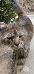 Found/Stray Male Cat last seen Tustin & 17th St, Santa Ana, CA 92705